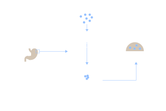 Figure of gastric cancer endoscopic biopsy, enzymatic digestion of tumors, organoid culture